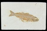Fossil Fish (Mioplosus) - Uncommon Species #104601-1